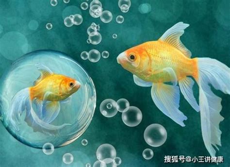 哪一種魚最好養|養魚新手入門：12個教學讓你養魚一次上手（新手必讀）